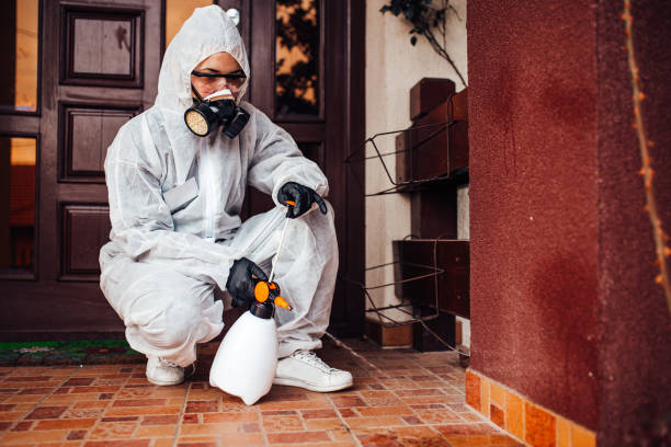 Attic and Crawl Space Rodent Treatment in West Jefferson
