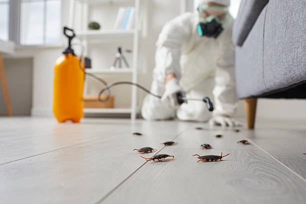 Commercial Rodent Management in West Jefferson